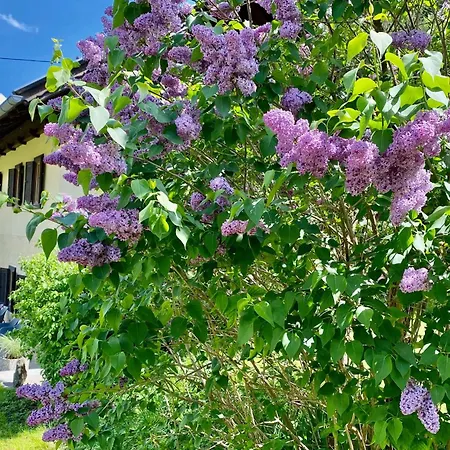 Apartament Mama Trixi's